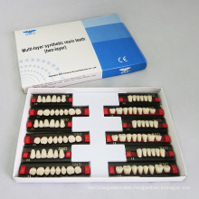 R201 Two Layer Synthetic Resin Teeth
